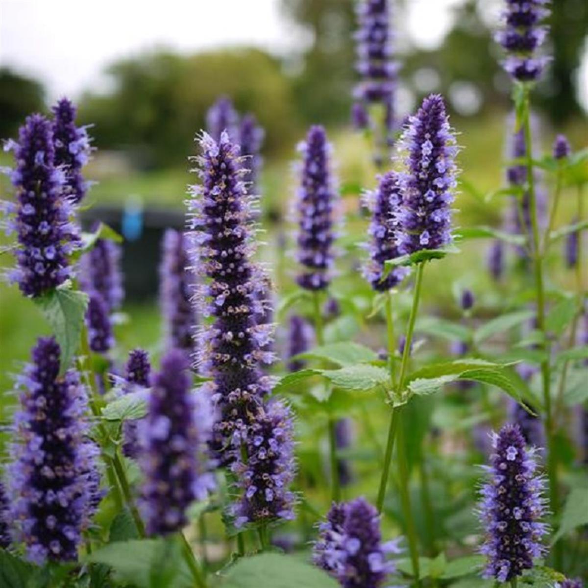 Agastache Black Adder Mor Sinek Kuşu Nanesi, Dev Zufa Otu fidanı
