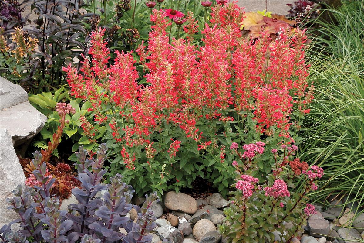 Agastache kudos Red Kırmızı züfa otu fidesi
