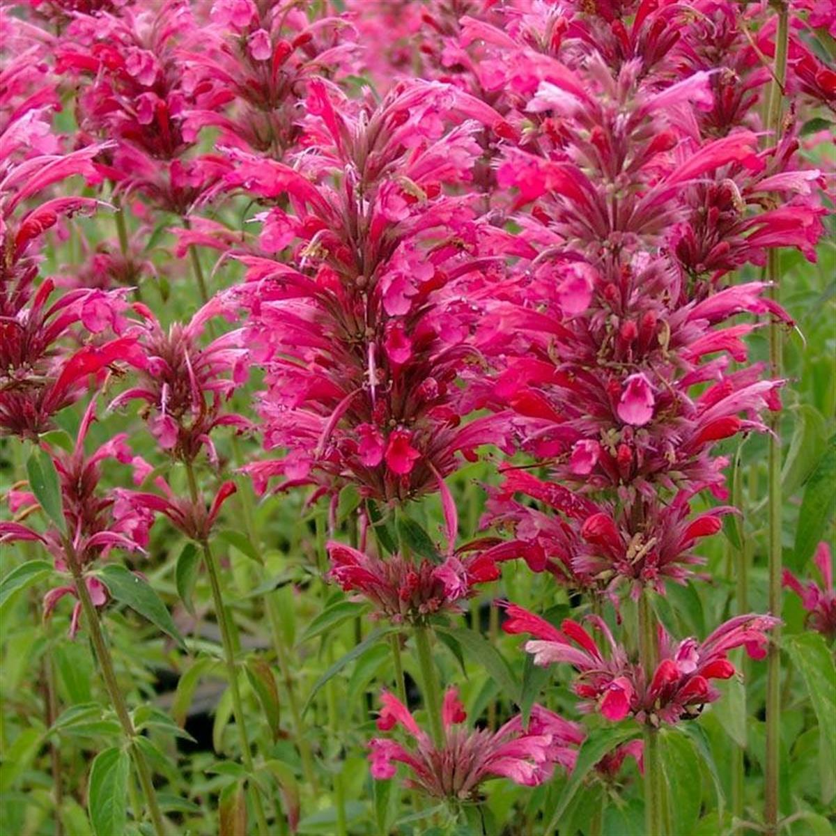 Agastache mex. Red Fortune Kırmızı Sinek Kuşu Nanesi, Dev Zufa Otu fidanı