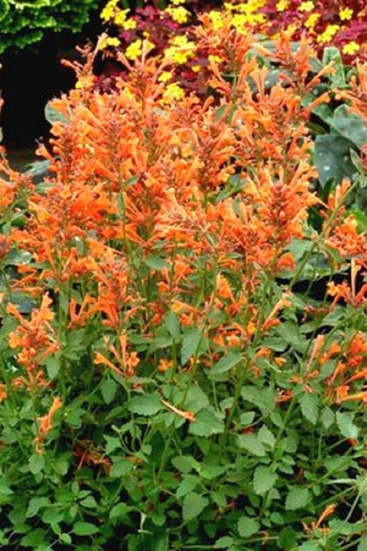Agastache turuncu kore nanesi fidesi Sunny Sparks Orange Glow