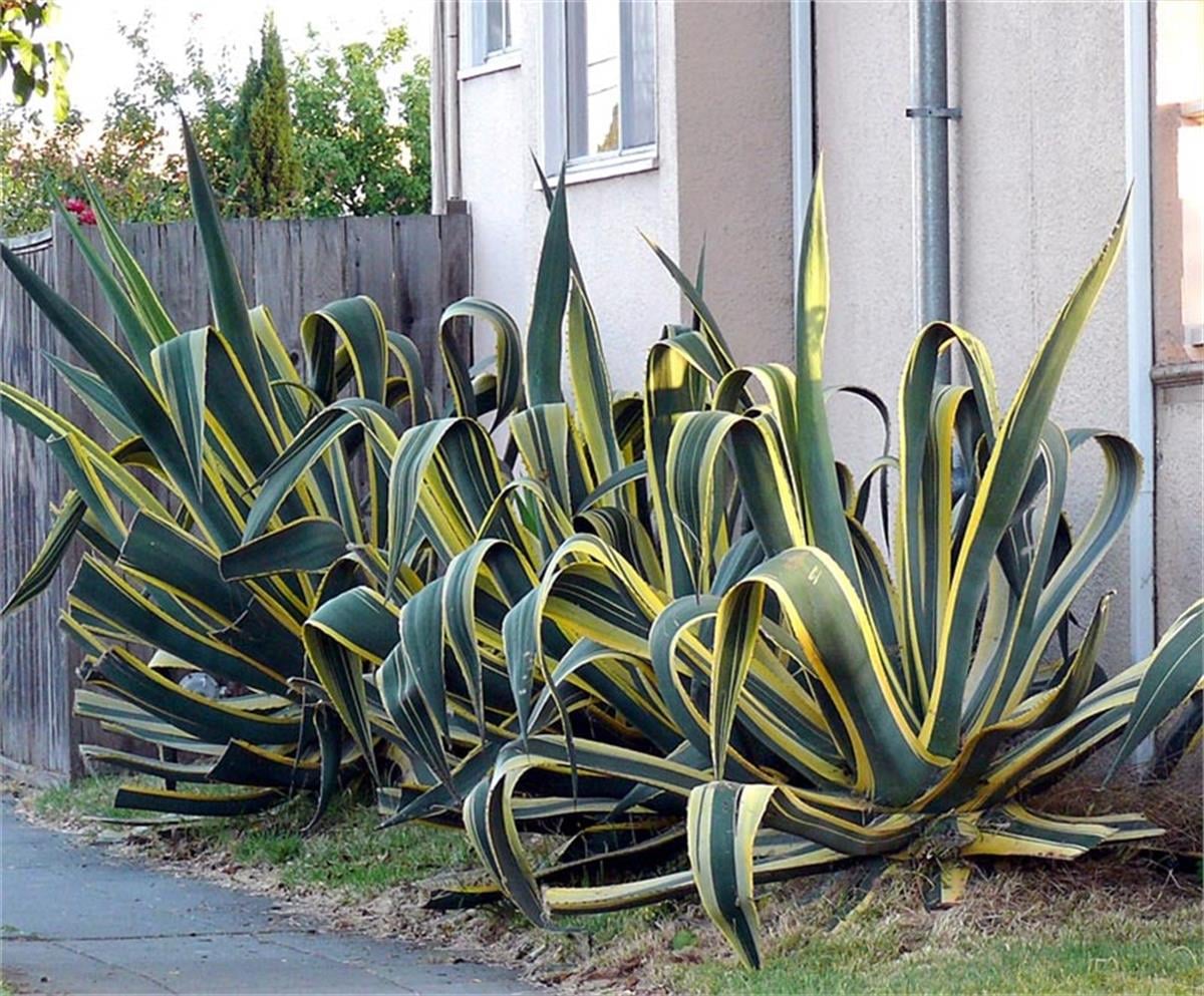 Agave americana variegata Alacalı Agav fidanı