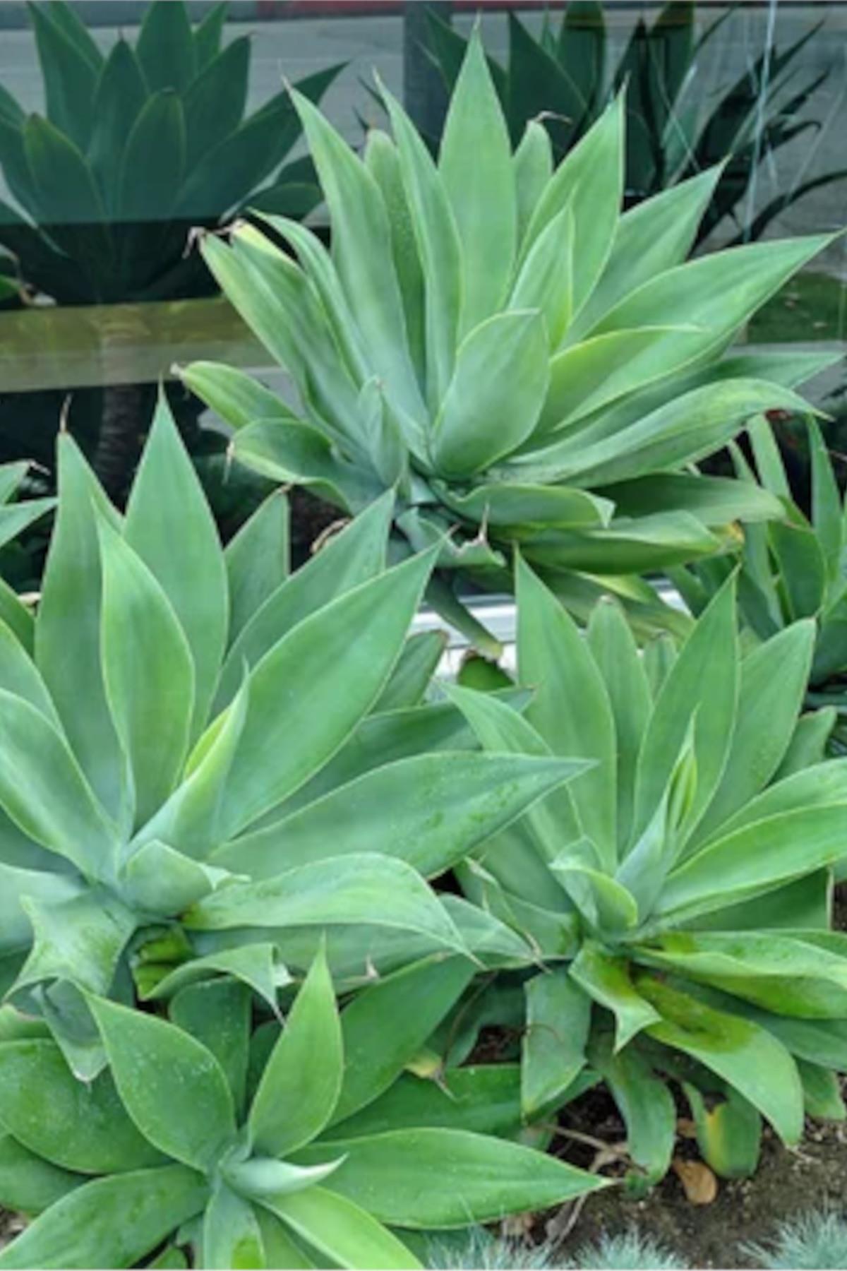 Agave attenuata Kuğuboynu Sabırlık