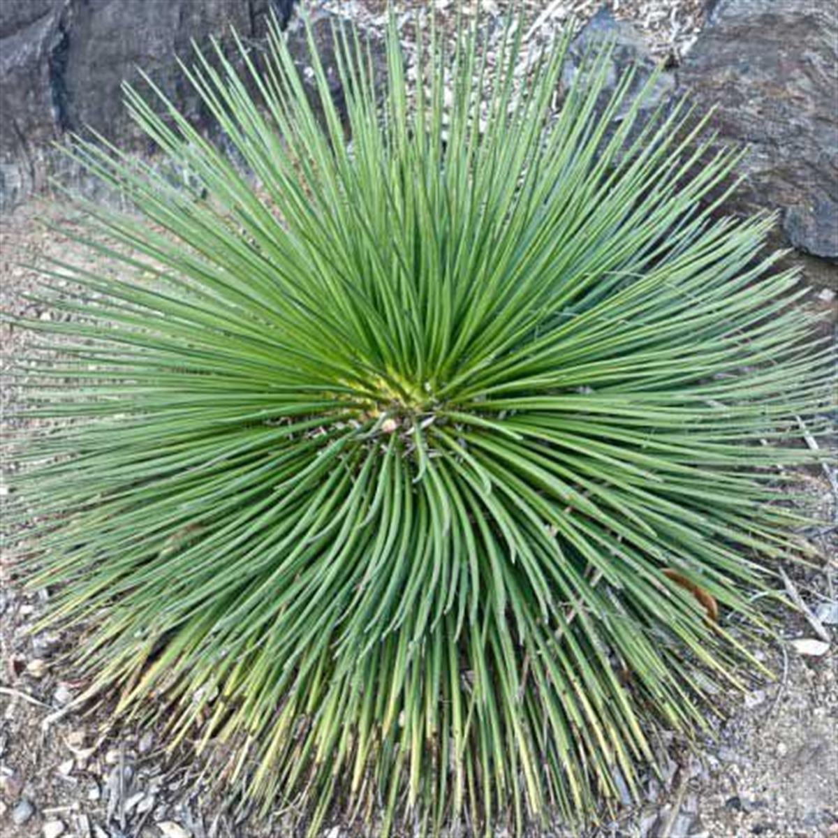 Agave geminiflora İnce Yapraklı Sabırlık