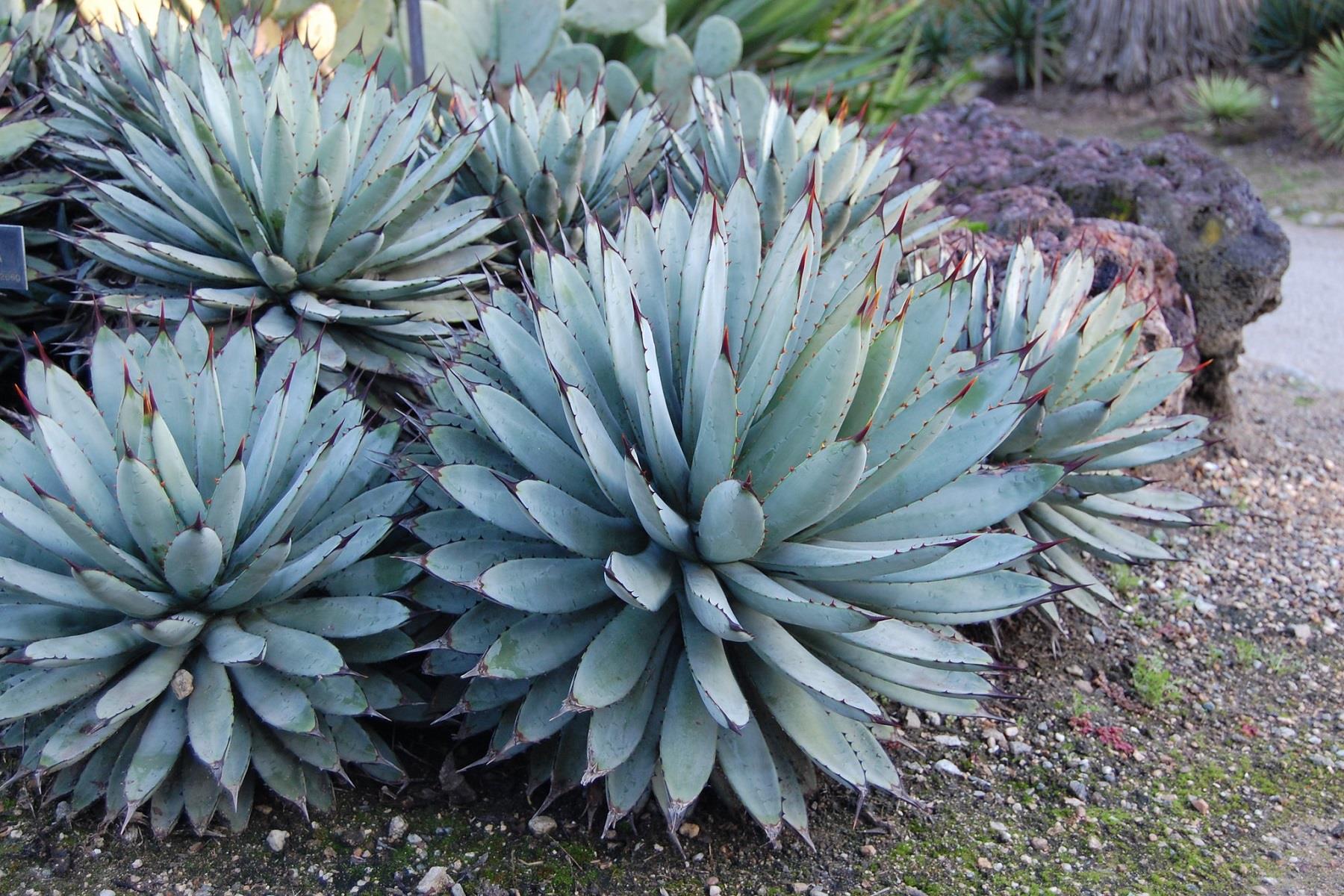 Agave macroacantha büyük dikenli Agav fidanı sabırlık
