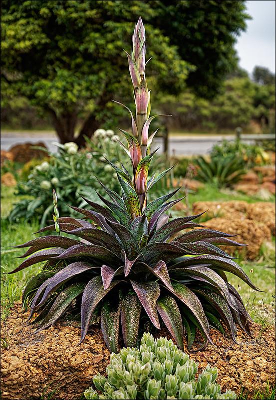 Agave manfredii Mission to Mars Mangave