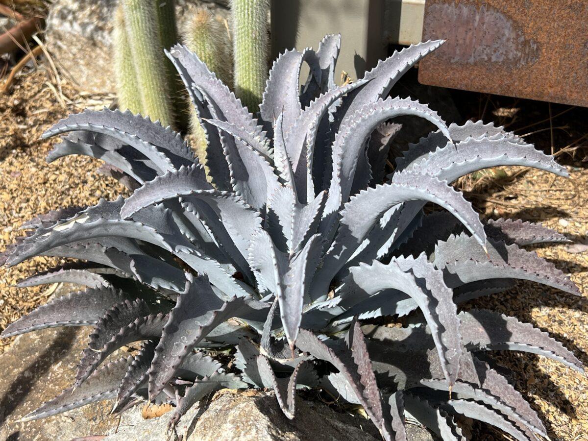 Agave manfredii Silver fox Mangave fidanı