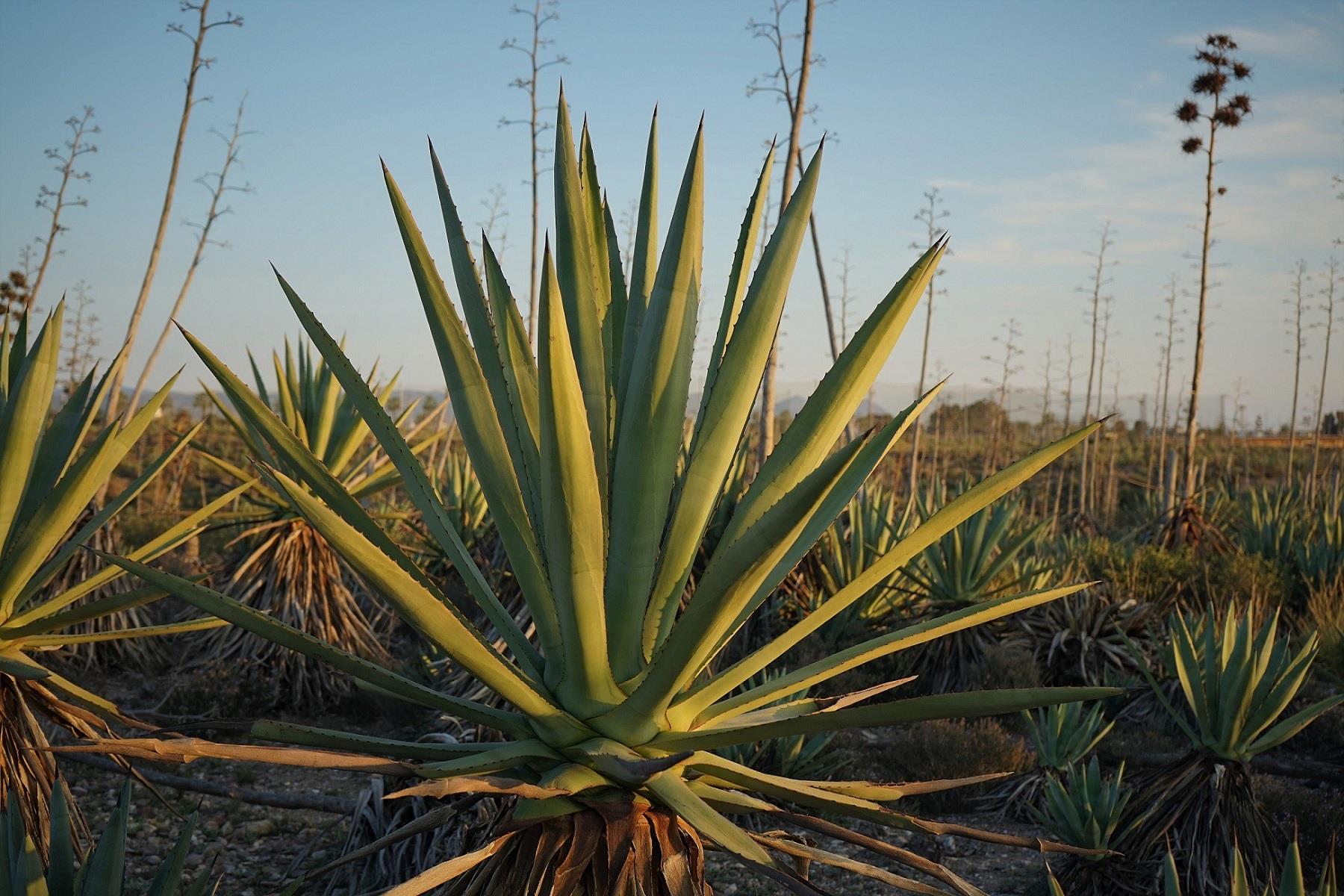 Agave sisal sisal agavı