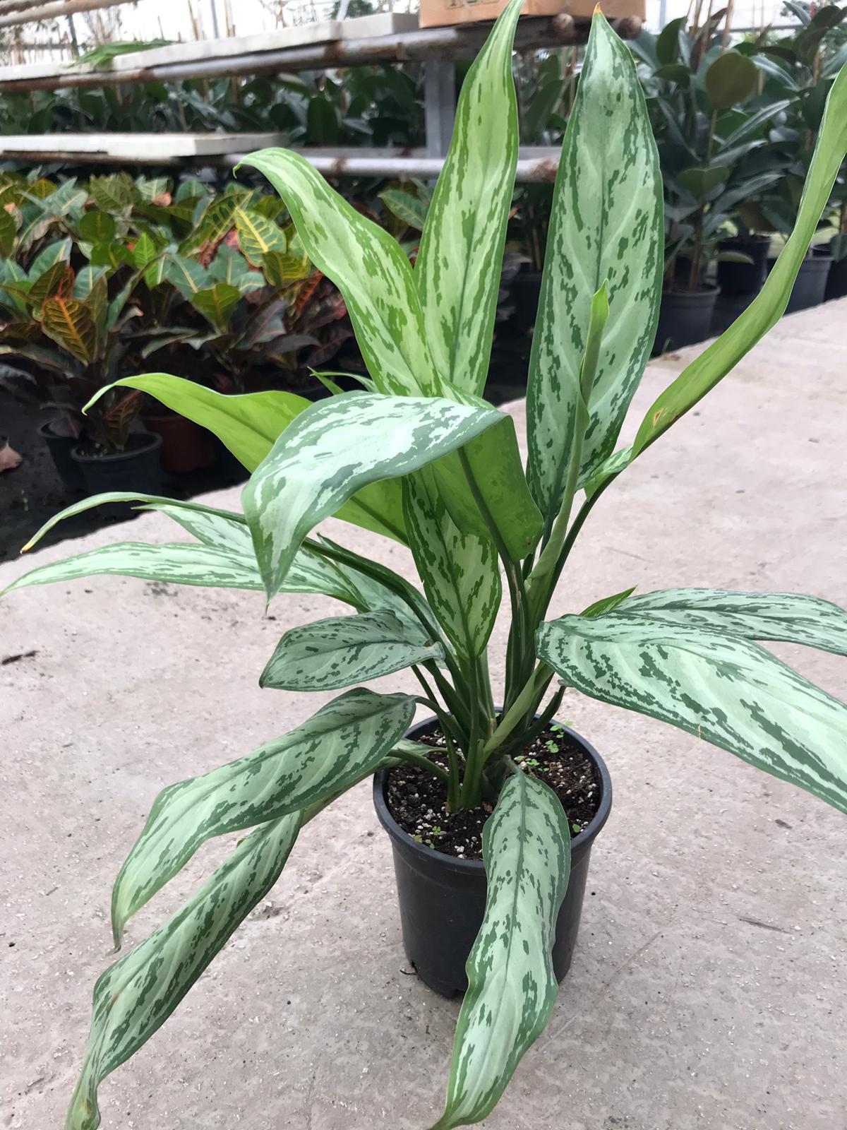 Aglaonema commutatum Bitkisi