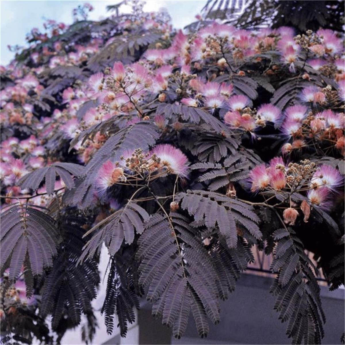 Albizia julibrissin Summer Choc. Kırmızı Gülibrişim fidanı