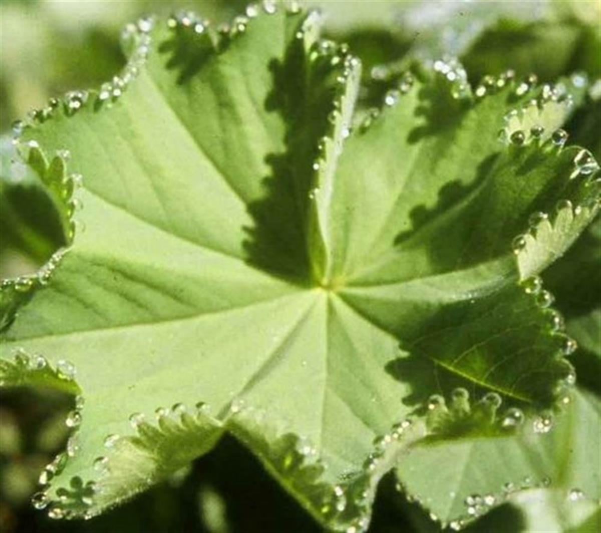 Alchemilla mollis Aslan pençesi fidanı