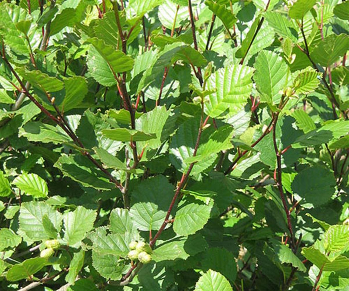 Alnus viridis Yeşil Kızılağaç fidanı