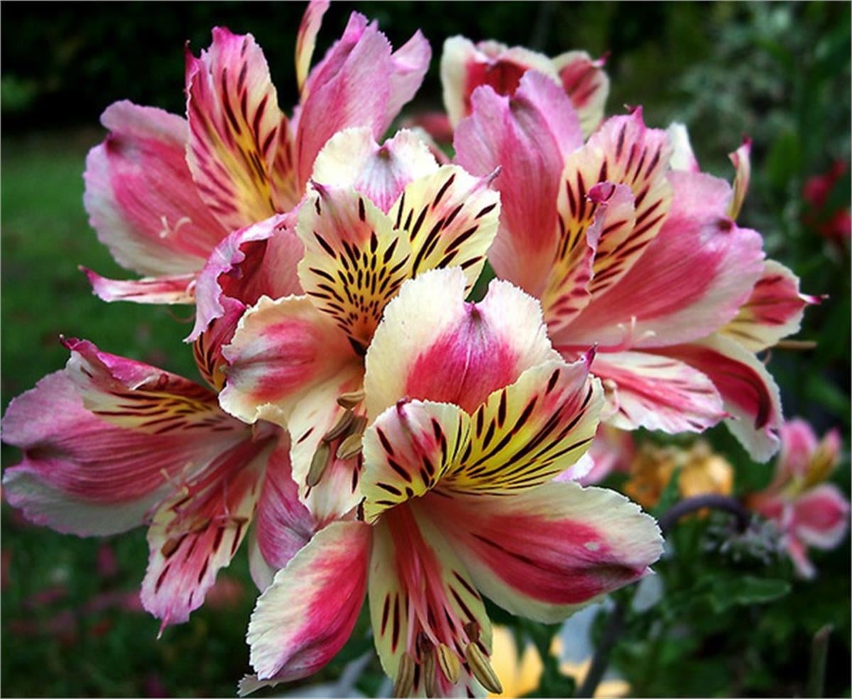 Alstroemeria Anne Peru zambağı fidesi