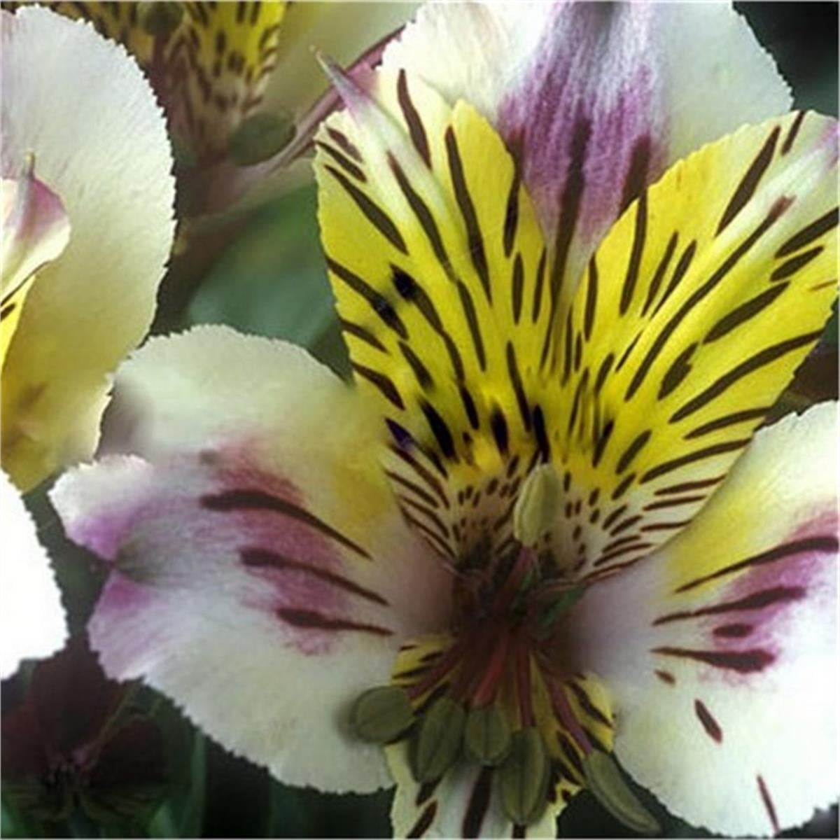 Alstroemeria Charlotte Peru zambağı fidesi