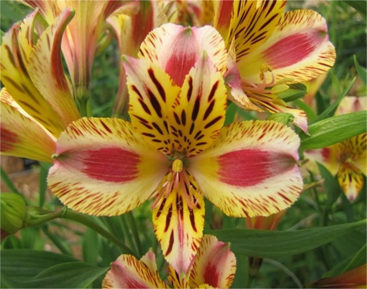 Alstroemeria Marguerite Peru zambağı fidesi