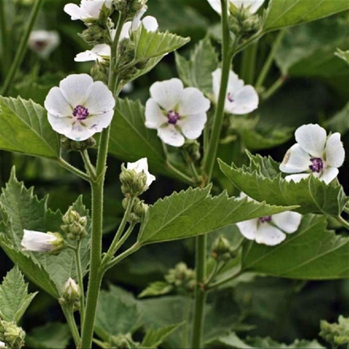 Althaea officinalis Marsh Mallow Gül Hatmi çiçeği fidesi