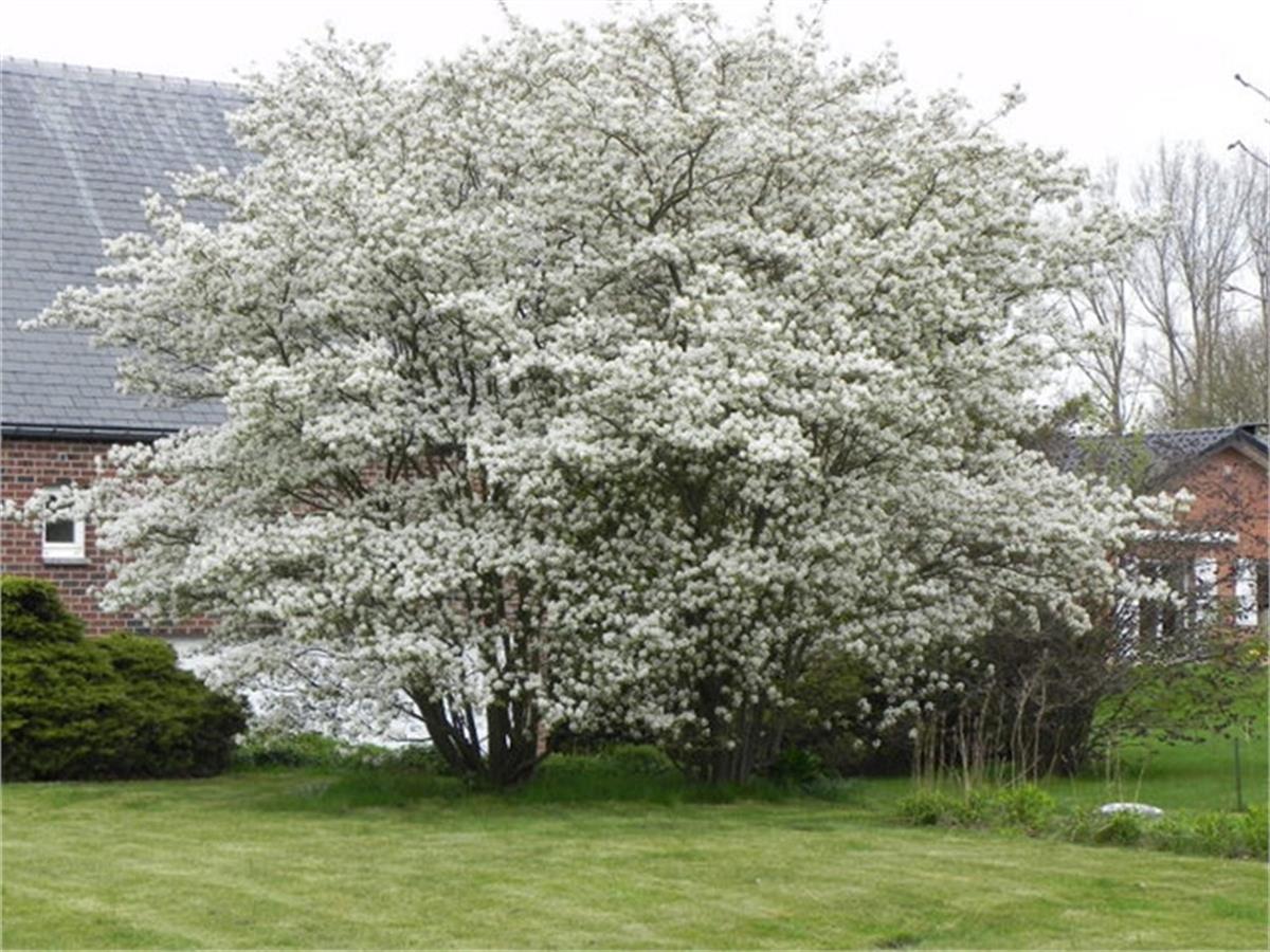 Amelanchier lamarckii Saskatoon Berry taş armutu fidanı