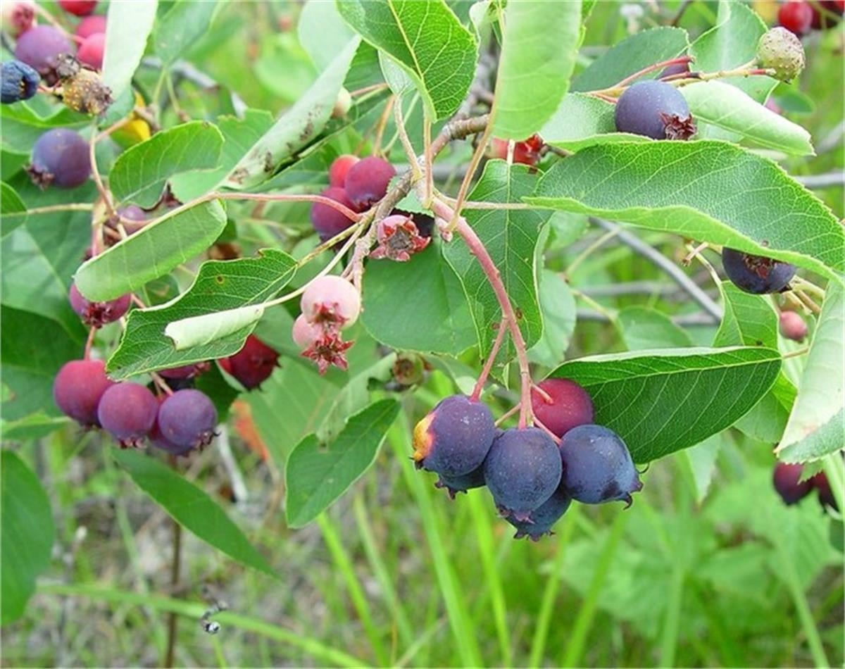 Amelanchier spicata Saskatoon Berry taş armutu fidanı