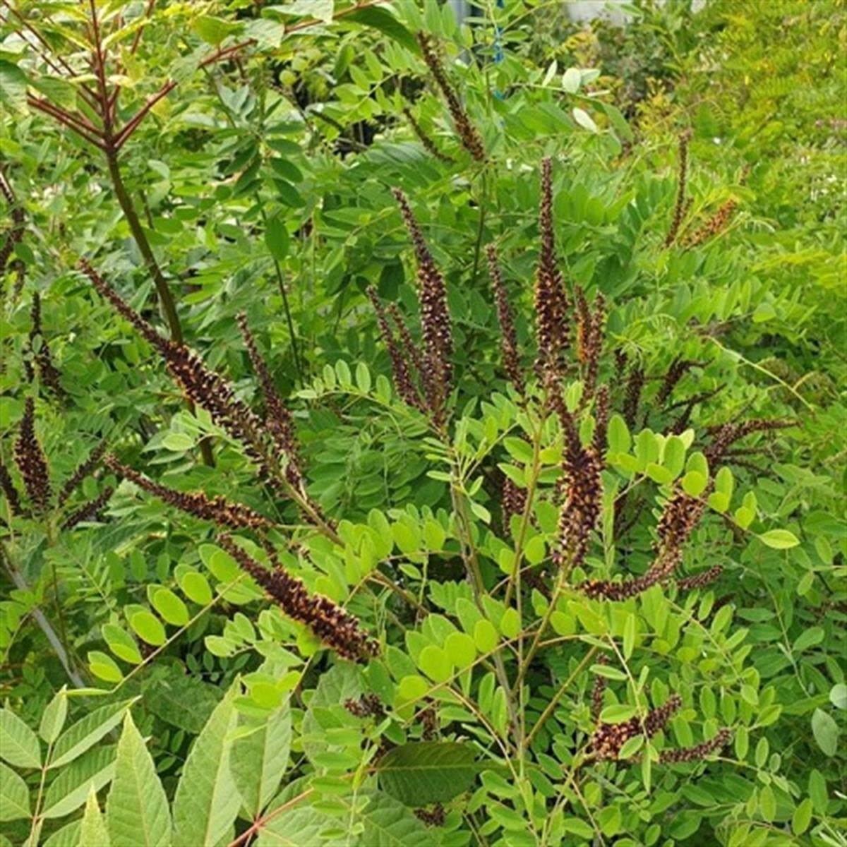 Amorpha fruticosa Yalancı Çivit Ağacı