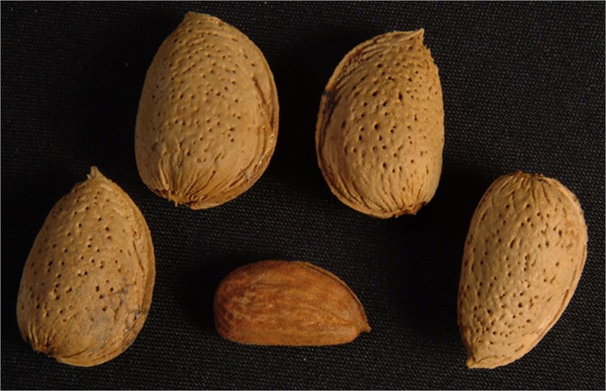 Amygdalus communis Picantili Badem fidanı