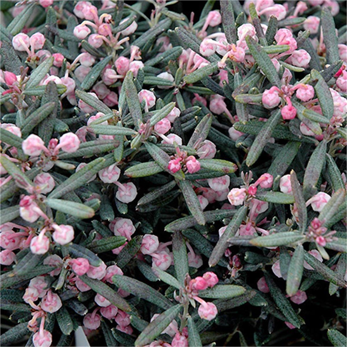 Andromeda polifolia Blue Ice Zehirli biberiye fidanı