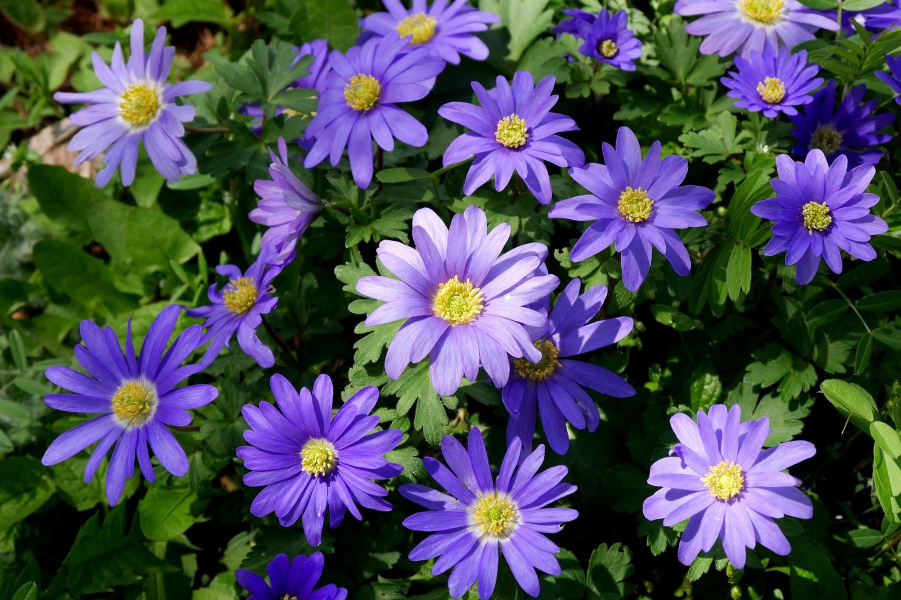 Anemone blanda Blue Shades Dağ Lalesi Fidesi