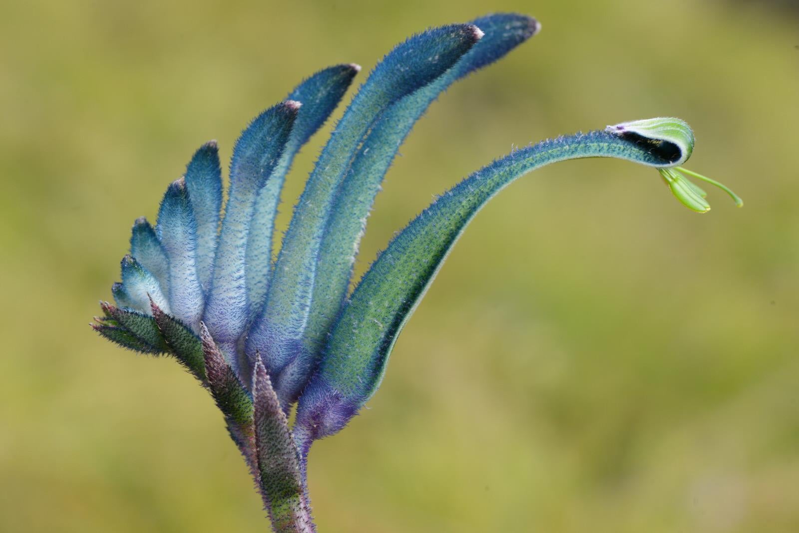 Anigozanthos Celebraiton masquerade Kanguru Pençesi fidesi