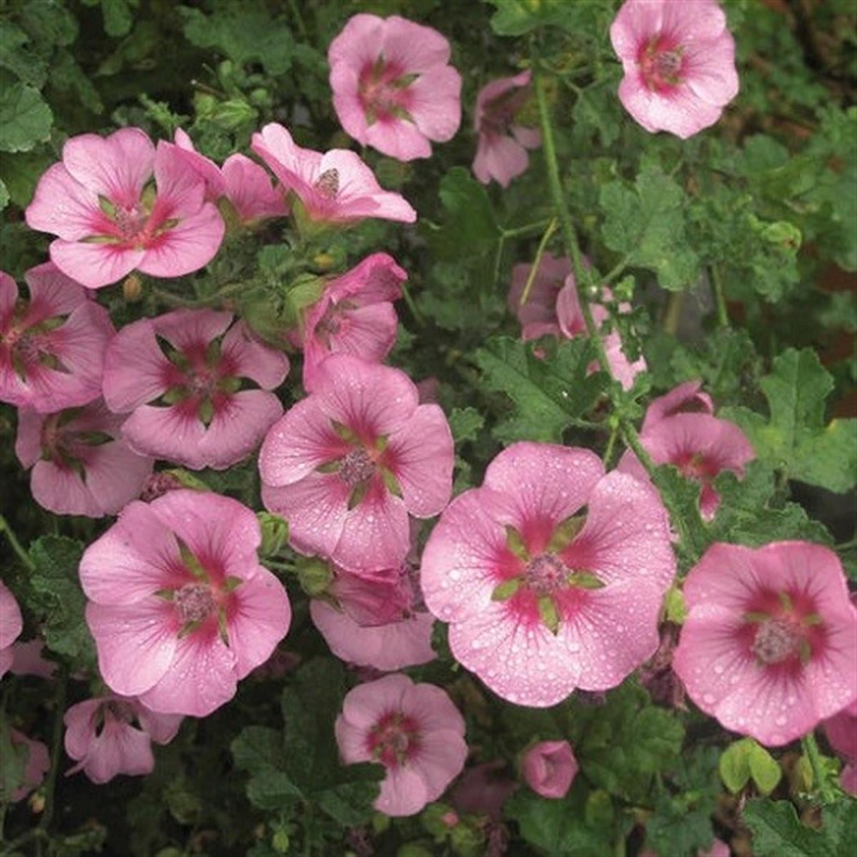 Anisodontea Cristal rose Güney Afrika Ebegümeci Fidanı