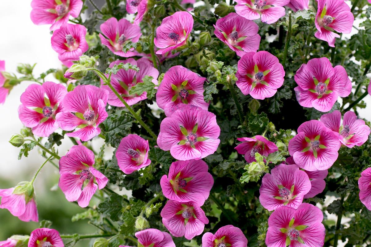 Anisodontea Elegans Princess Pembe ebruli ağaç ebegümeci fidanı
