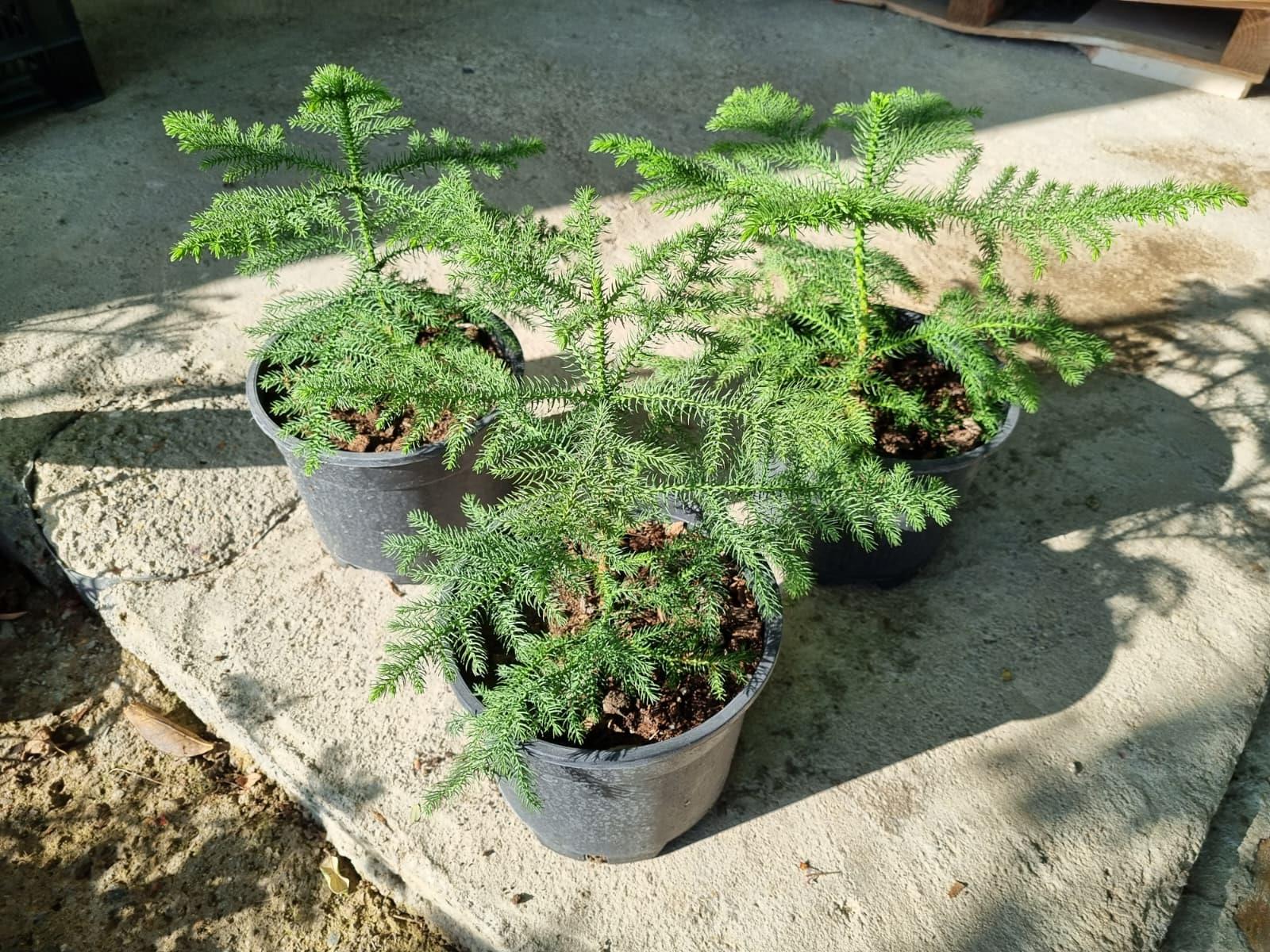 Araucaria heterophylla Salon Çamı Arokarya