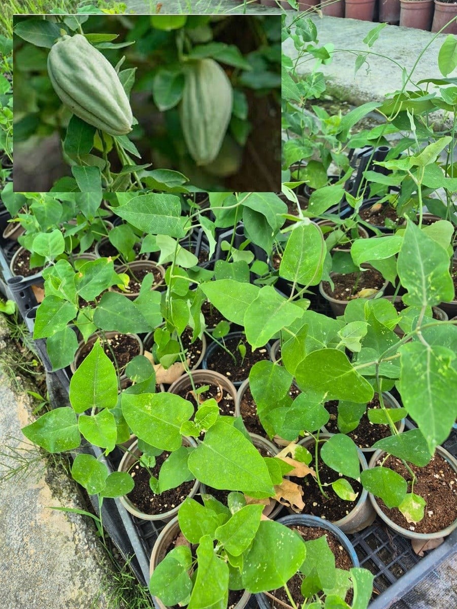 Araujia sericifera Kastamonu Bamyası, Ağaç Bamyası