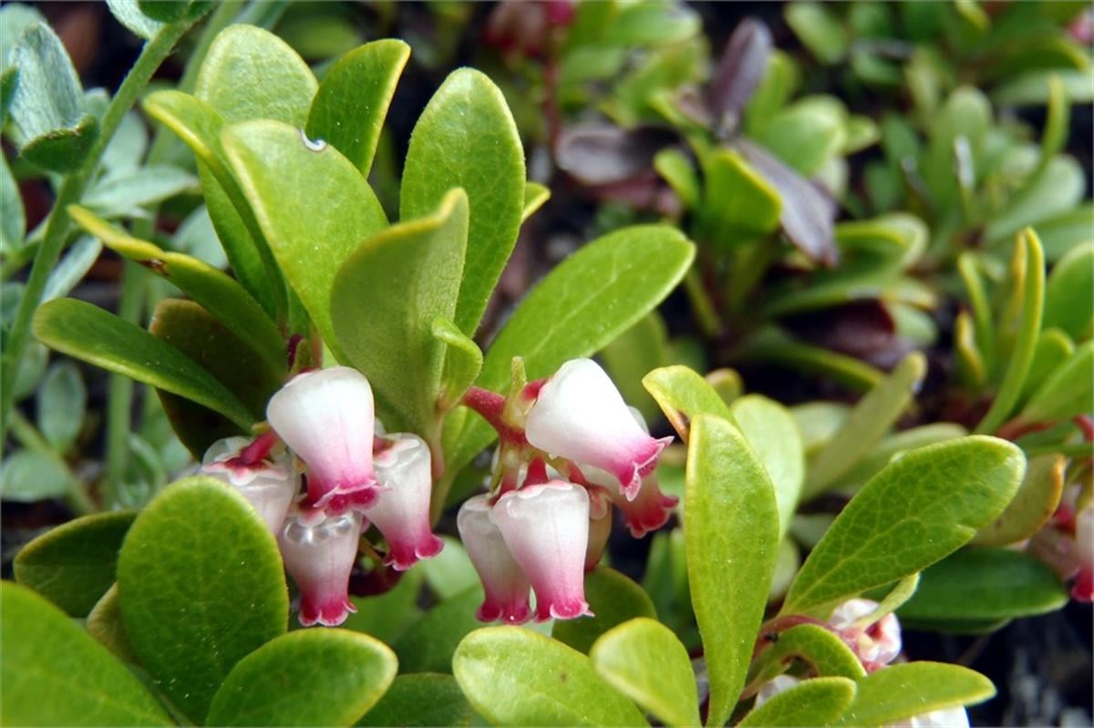 Arctostaphylos uva-ursi Ayı üzümü tilki üzümü fidanı