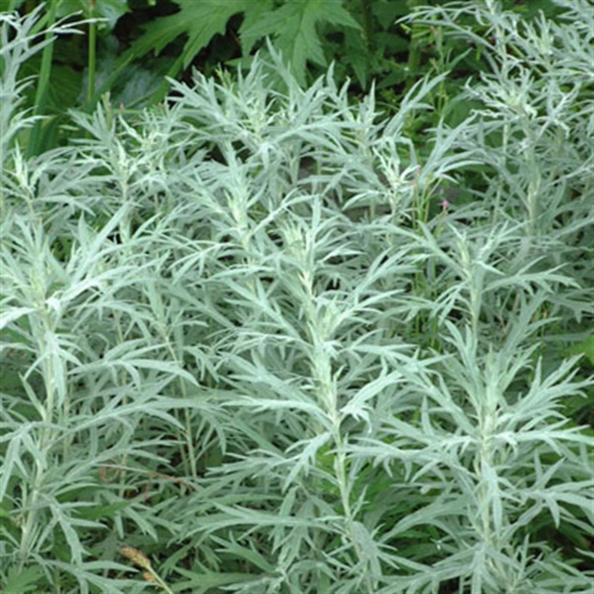 Artemisia ludoviciana Silver Queen Yarıbodur Pelin Otu fidesi