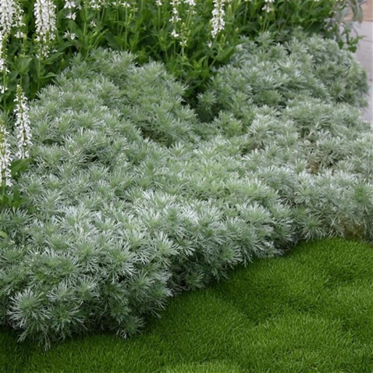 Artemisia Schmidtiana Nana Bodur Pelin Otu fidesi