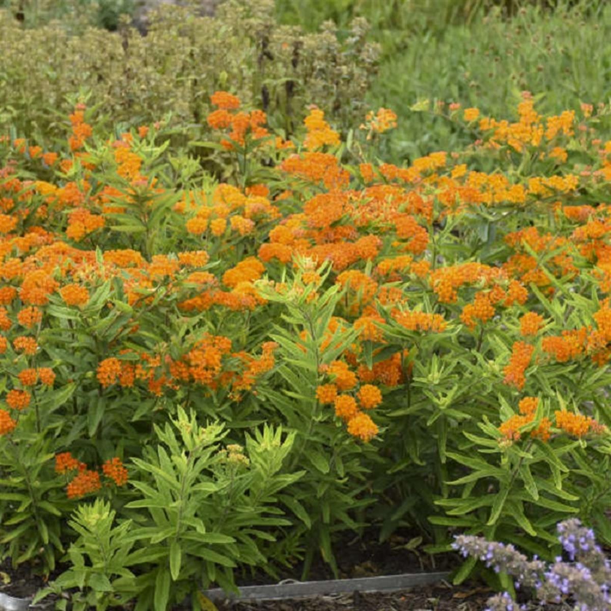 Asclepias tuberosa Kelebek Otu, Pire Çiçeği fidesi