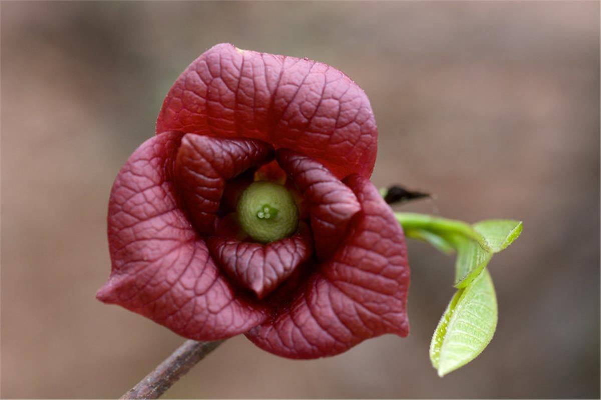 Asiminia triloba Pawpaw fidanı