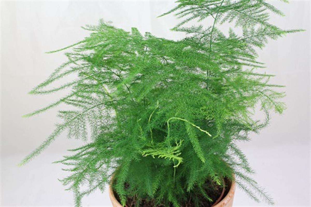 Asparagus plumosus nana Cüce Kuşkonmaz fidanı