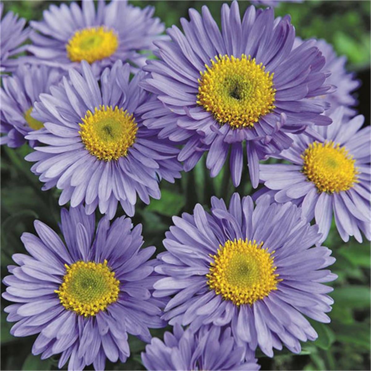 Aster alpinus Goliath mavi aster saraypatı fidesi