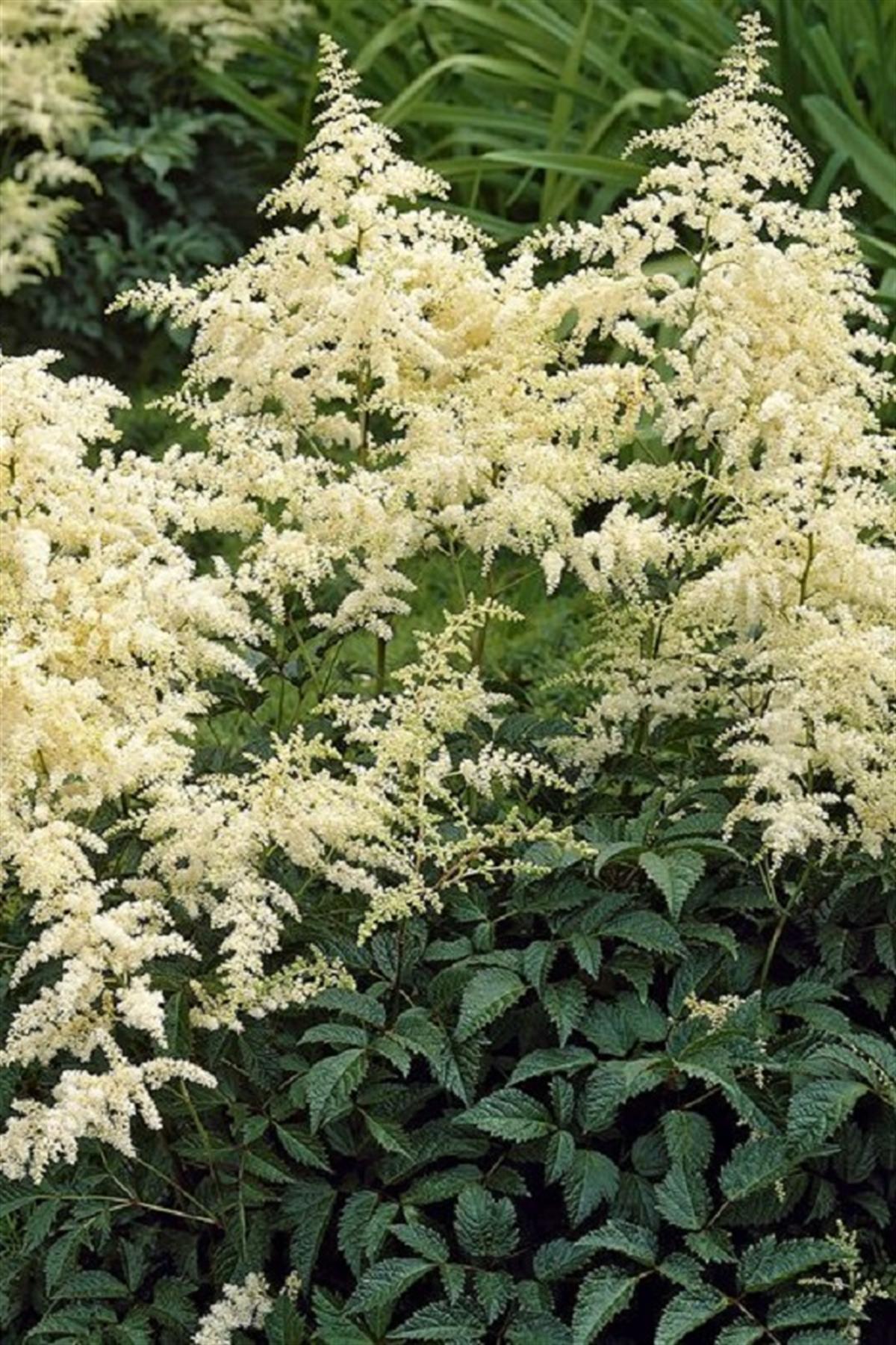 Astilbe Brautschleier Yalancı keçi sakalı fidesi