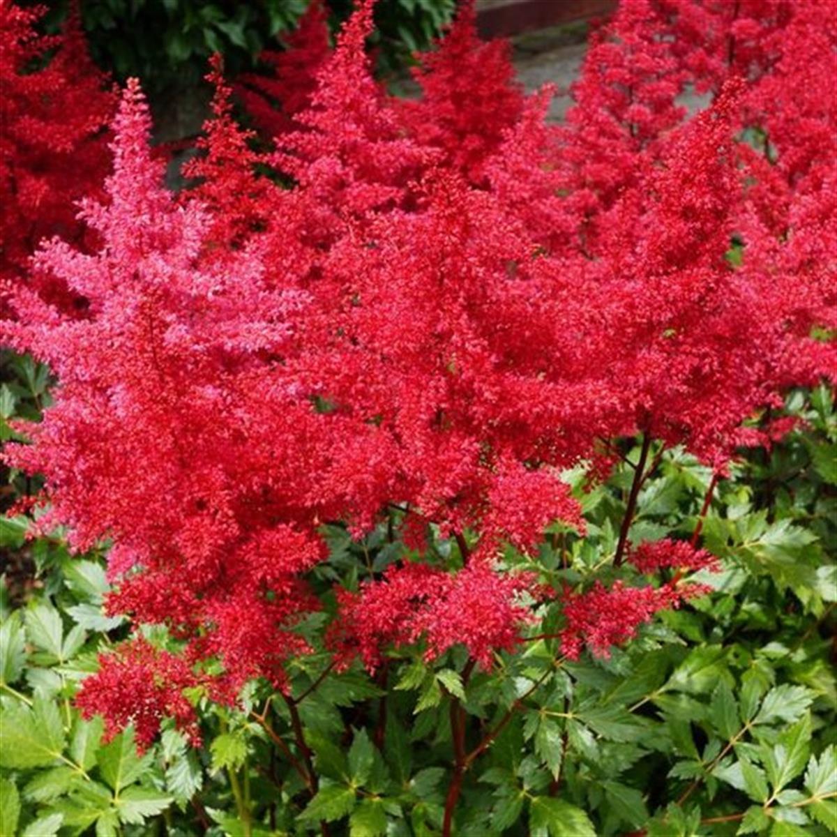 Astilbe Etna Yalancı keçi sakalı fidesi