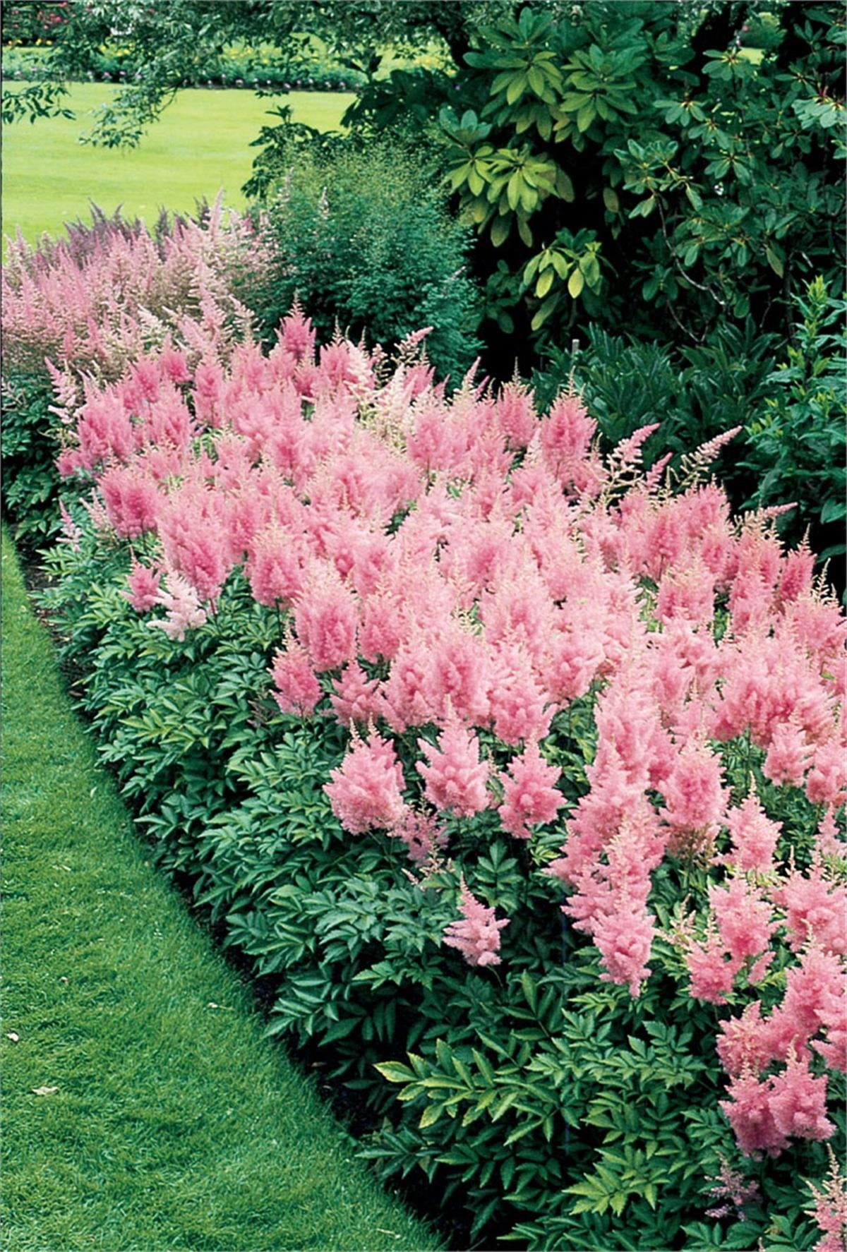Astilbe simplicifolia inshriach pink Bodur Yalancı keçi sakalı fidanı