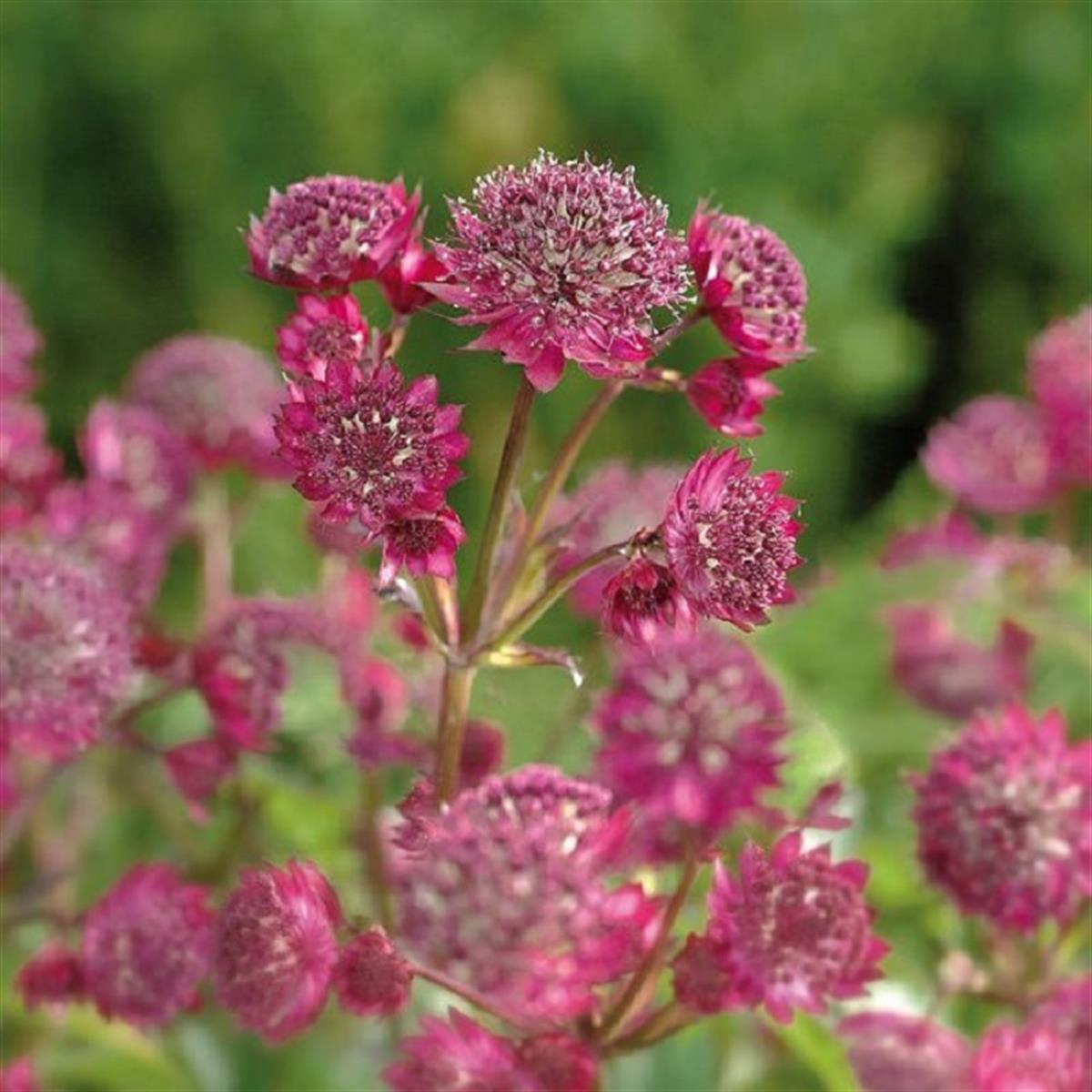 Astrantia maj. Primadonna Havaifişek Çiçeği fidesi