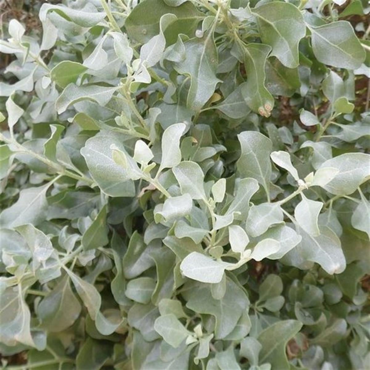 Atriplex halimus Deniz Semiz Otu fidesi