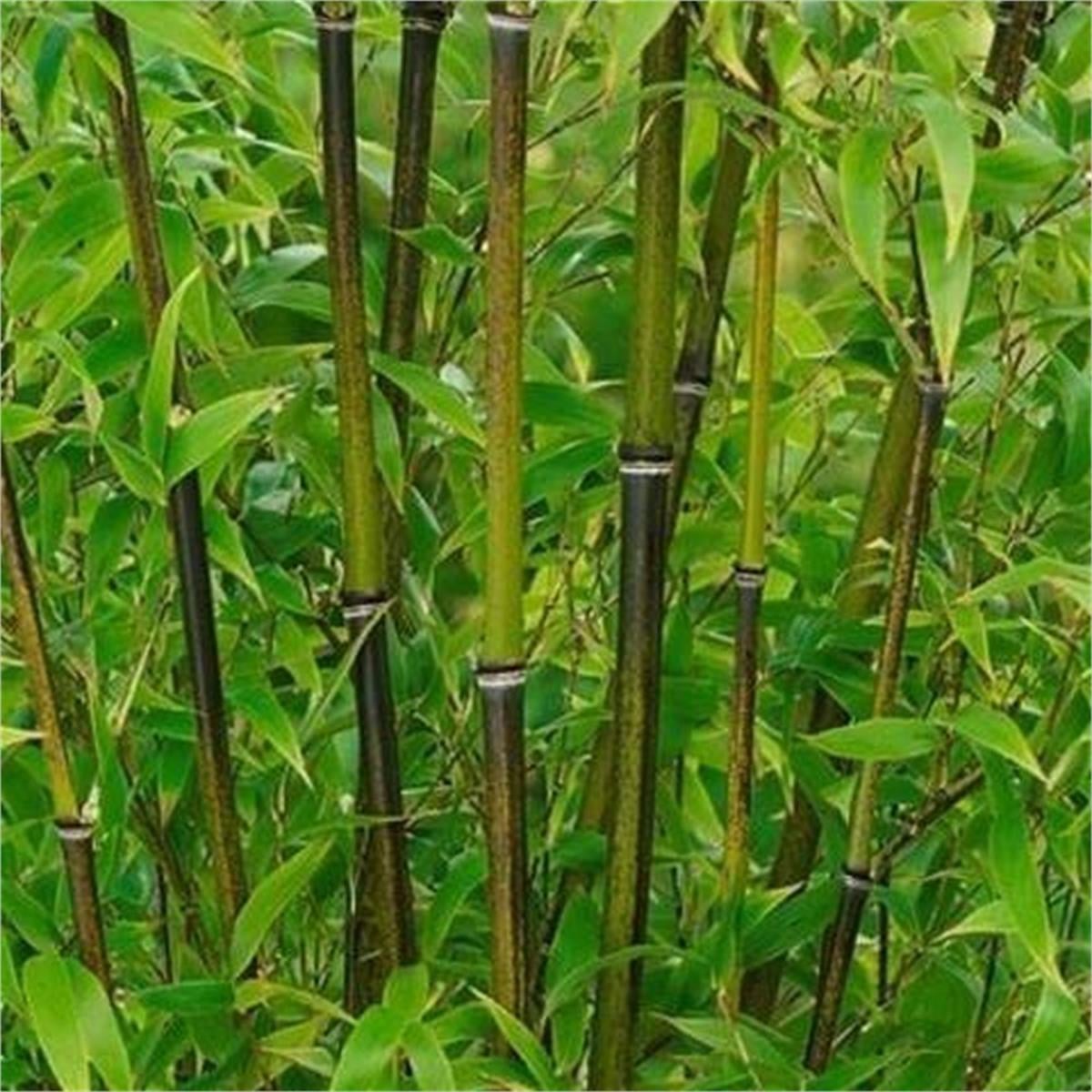 Bambusa Phyllostachys nigra Kara Bambu fidanı