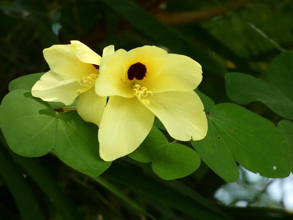 Bauhinia tomentosa Bahunya Çin Orkide Ağacı Fidanı