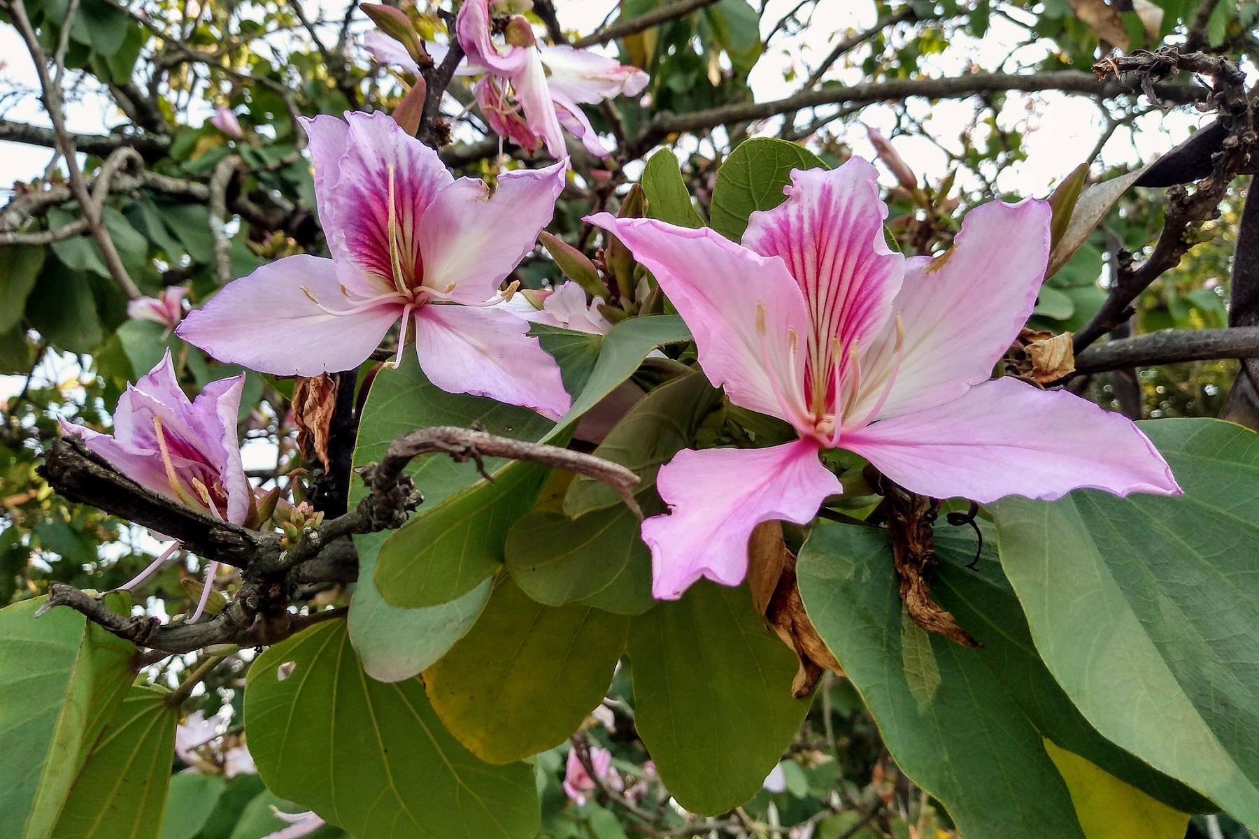 Bauhinia variegata Bahunya Çin Orkide Ağacı Fidanı