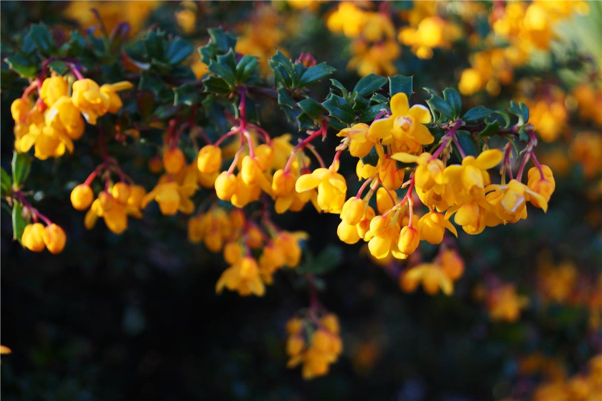 Berberis darwinii  Compacta Bodur Barberry Turuncu Çiçekli Berberis