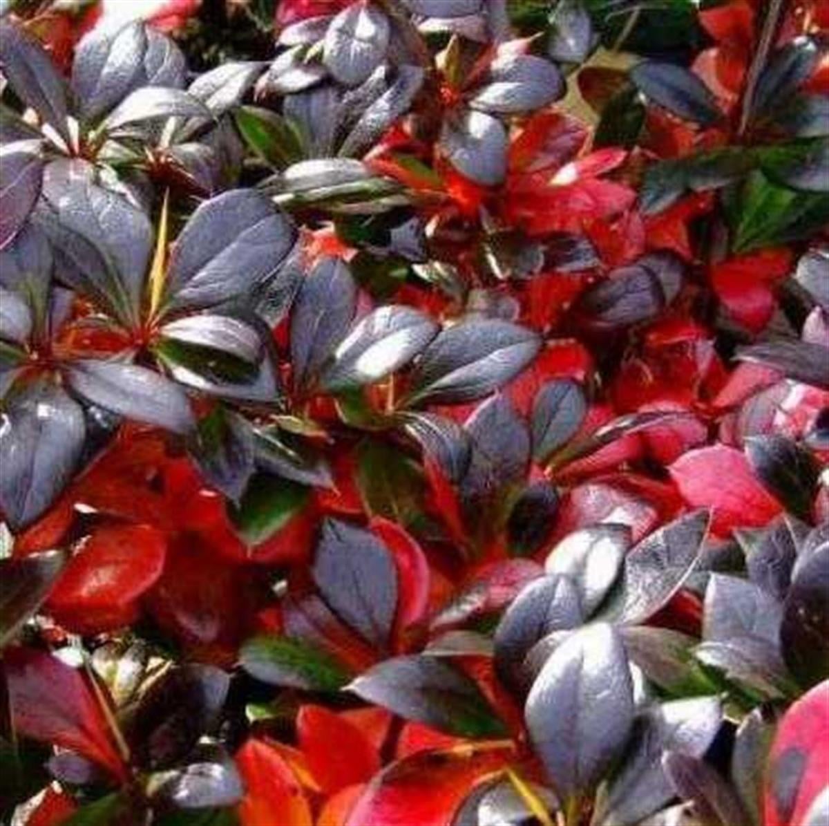 Berberis media Red Jewel Yarı herdem yeşil berberis fidanı