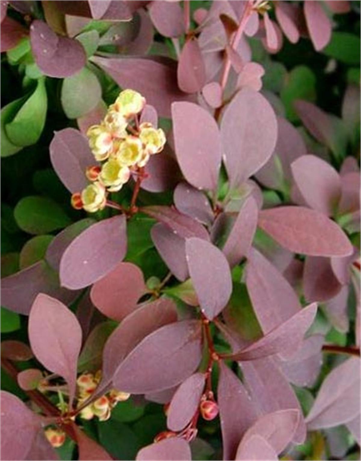 Berberis ottawensis Auricoma Yarı Bodur Kadın Tuzluğu fidanı