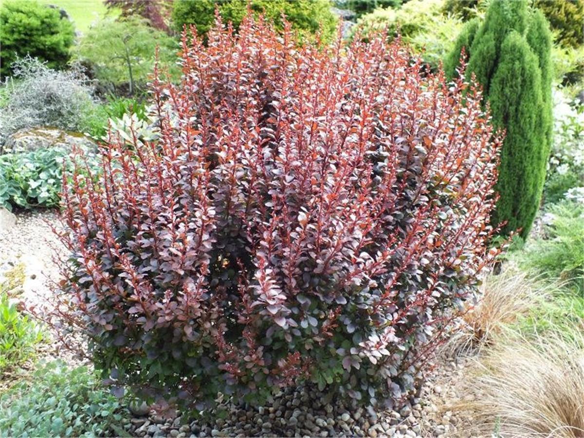 Berberis thunbergii Darts Red Lady Kadın Tuzluğu fidanı