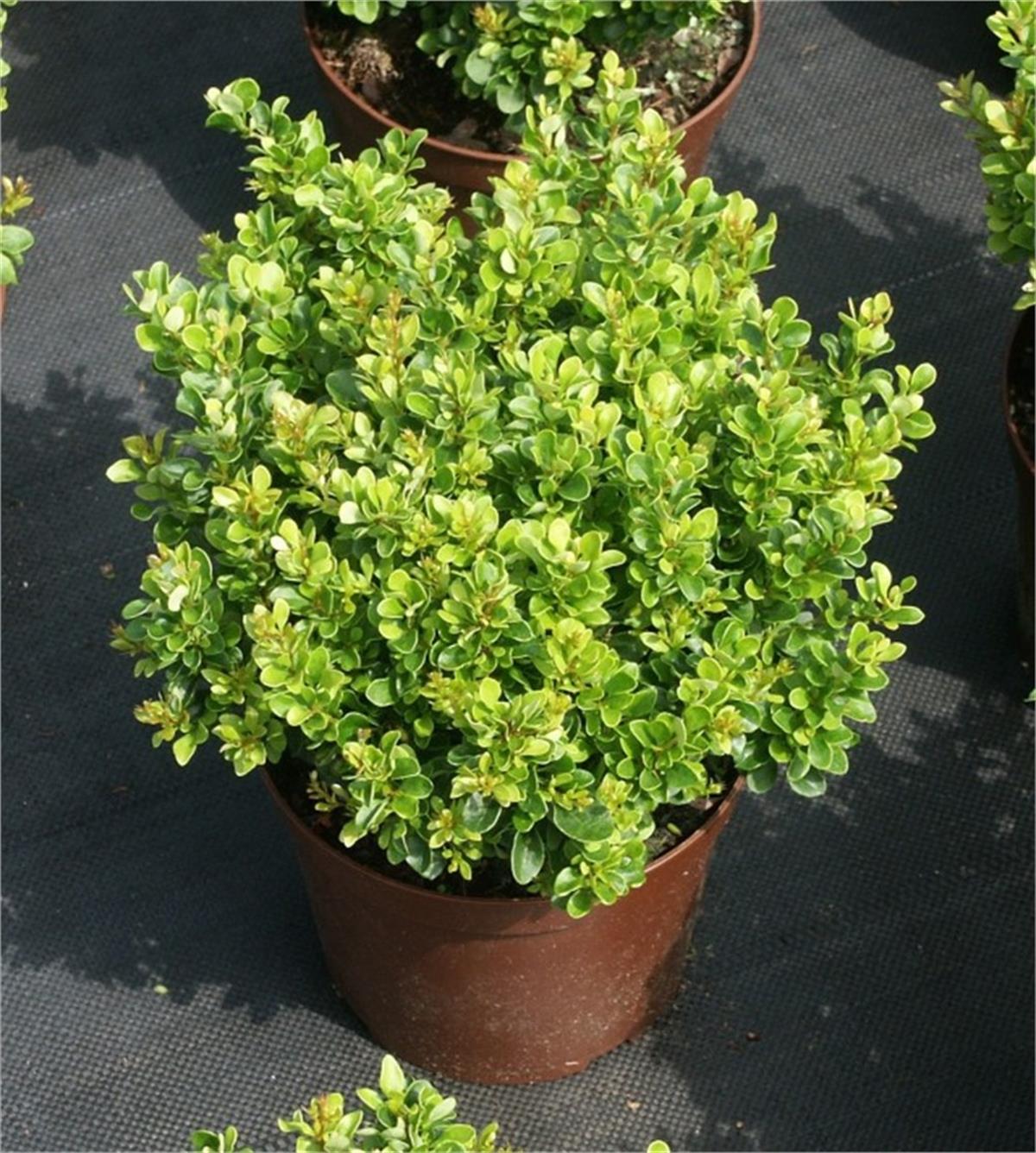 Berberis thunbergii Kobold Kadın Tuzluğu fidanı